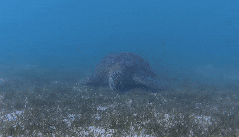 Marine Life of Hurawalhi Maldives - A Green Sea Turtle grazing peacefully on seagrass