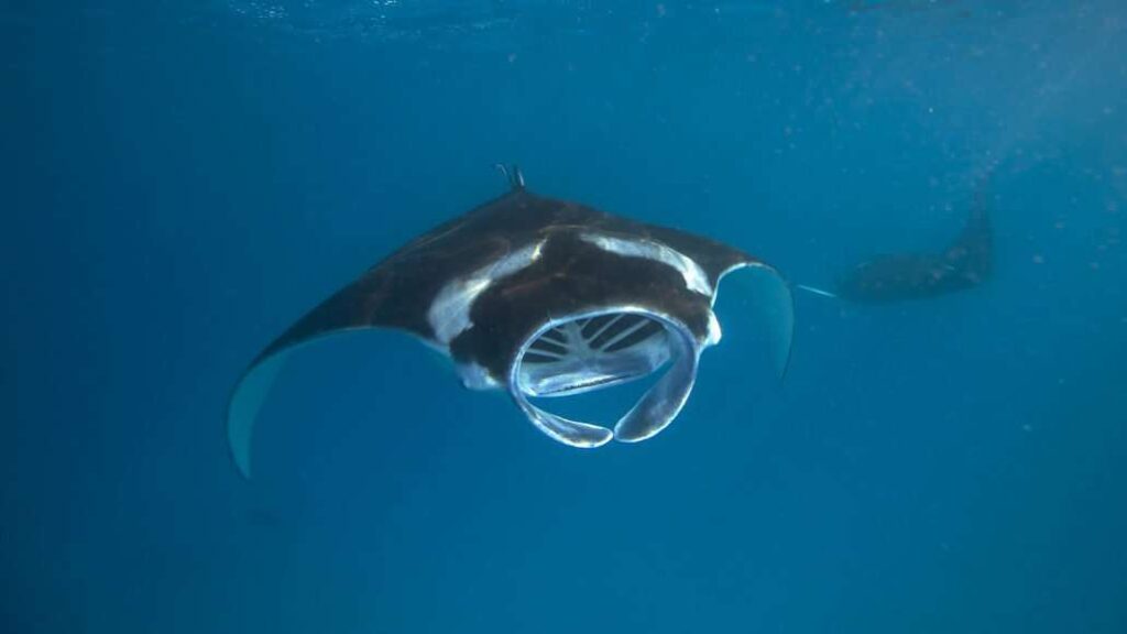 Manta tours available during manta season at Hurawalhi Maldives