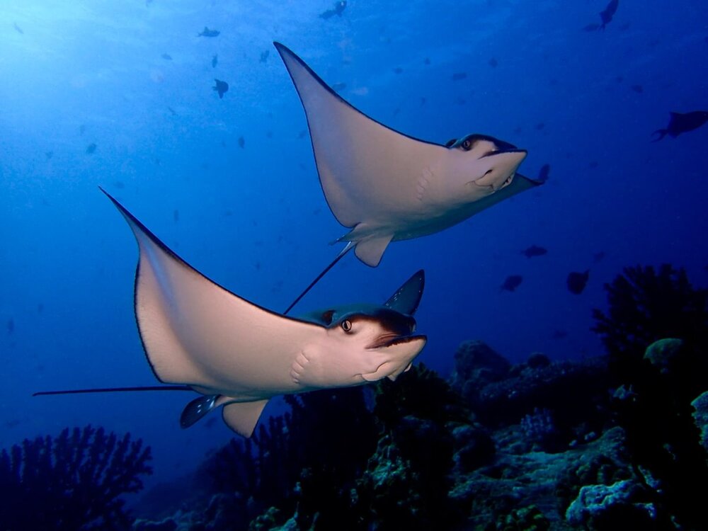 House Reef Diving[Photo courtesy of Eriyadu Maldives]