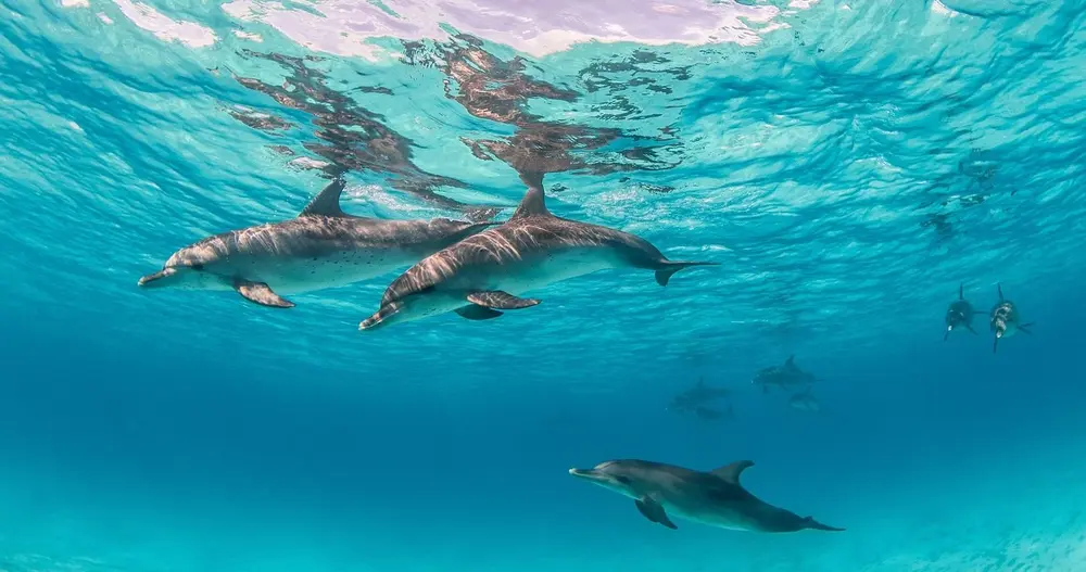 몰디브 라 길리 리조트 돌핀 생추어리